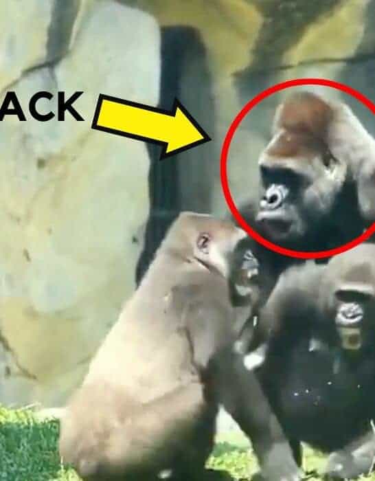 Silverback Gorilla Intervenes In a Fight Between Troop Members