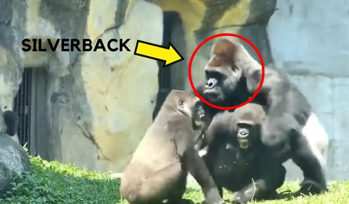 silverback gorilla intervenes in fight