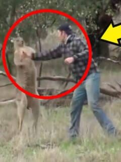 man fights kangaroo