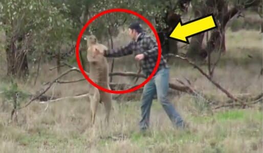 Man Fights Kangaroo to Save His Dog’s Life