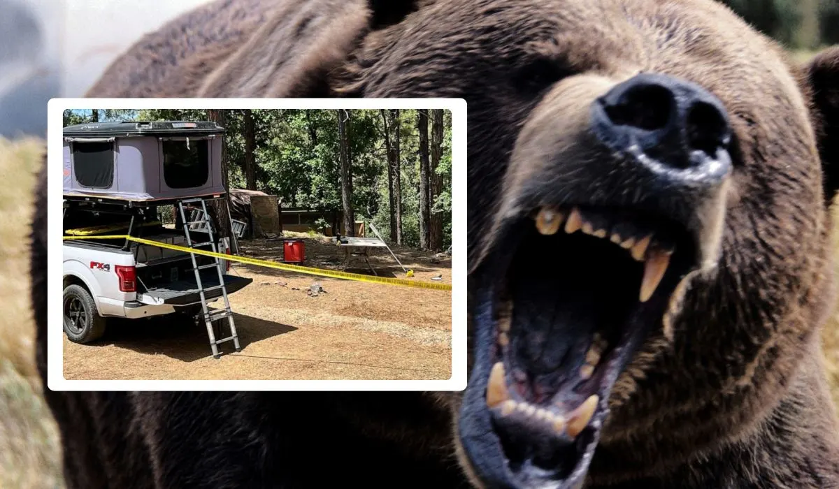 fatal bear attack in Arizona