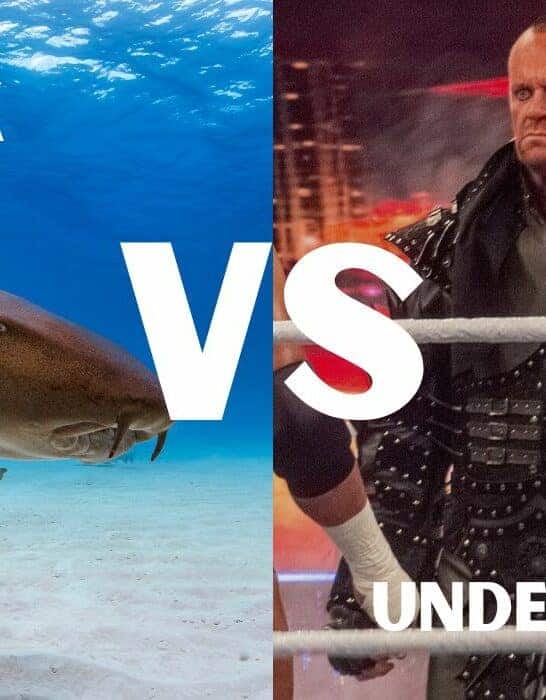 The Undertaker Vs. Shark