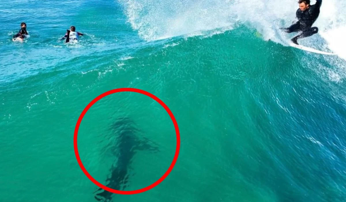 surfers share wave with great white shark