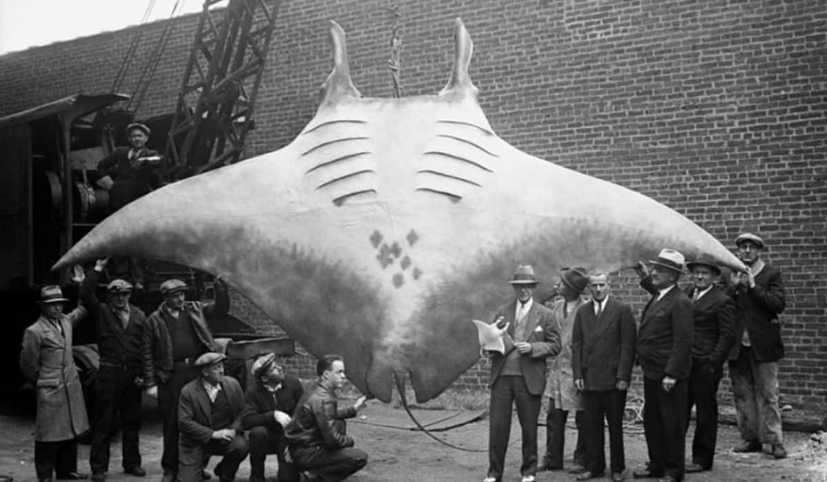 manta ray caught in new jersey