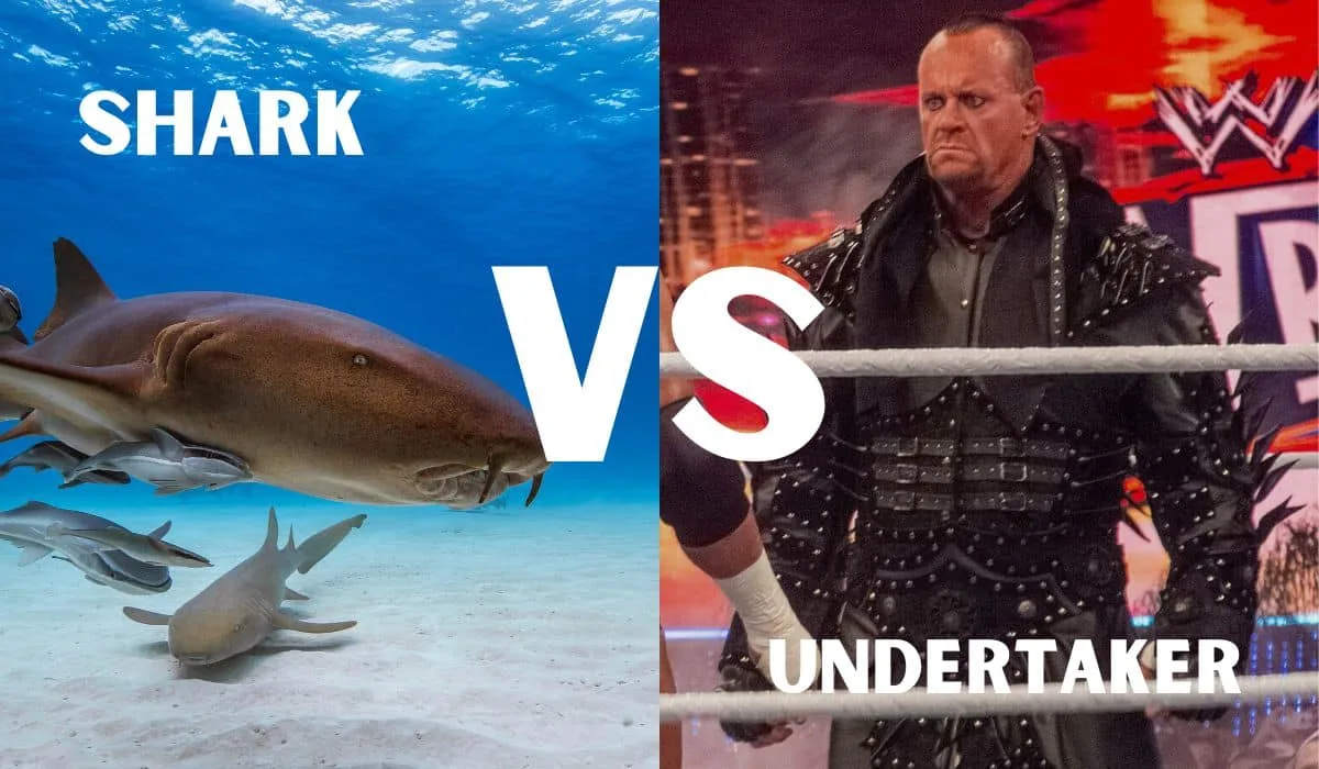 undertaker vs. shark