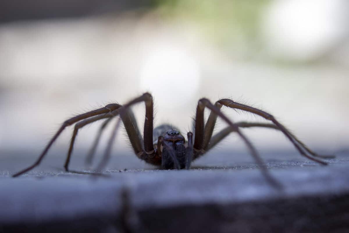 Washington's Giant House Spiders