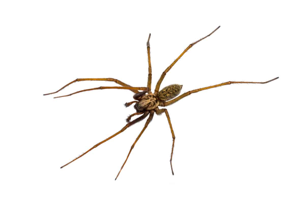 Washington's Giant House Spiders