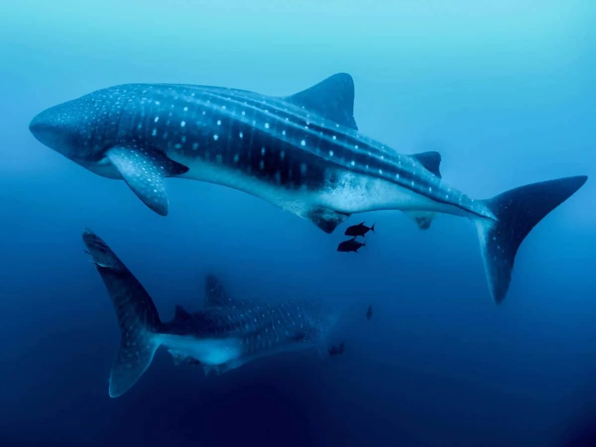 Swimming Whale Sharks Picture by Simon Pierce