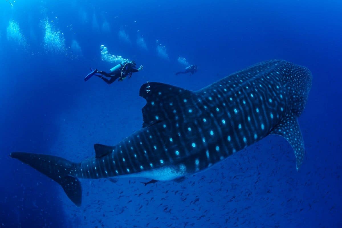 Diver Swimming with Whale Shark Picture by Simon Pierce