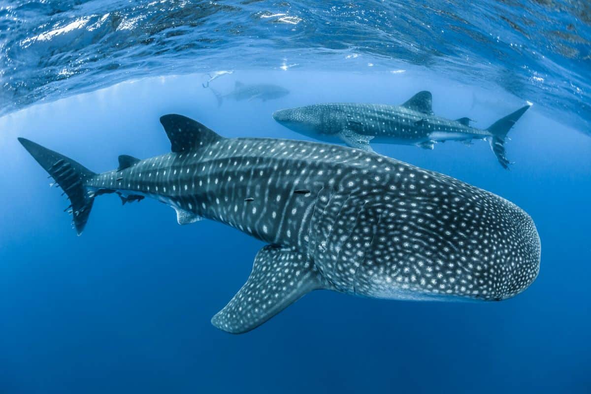 Swimming Whale Sharks Picture by Simon Pierce