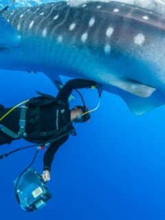 Diver Giving Ultrasound to Whale Shark Picture by Simon Pierce