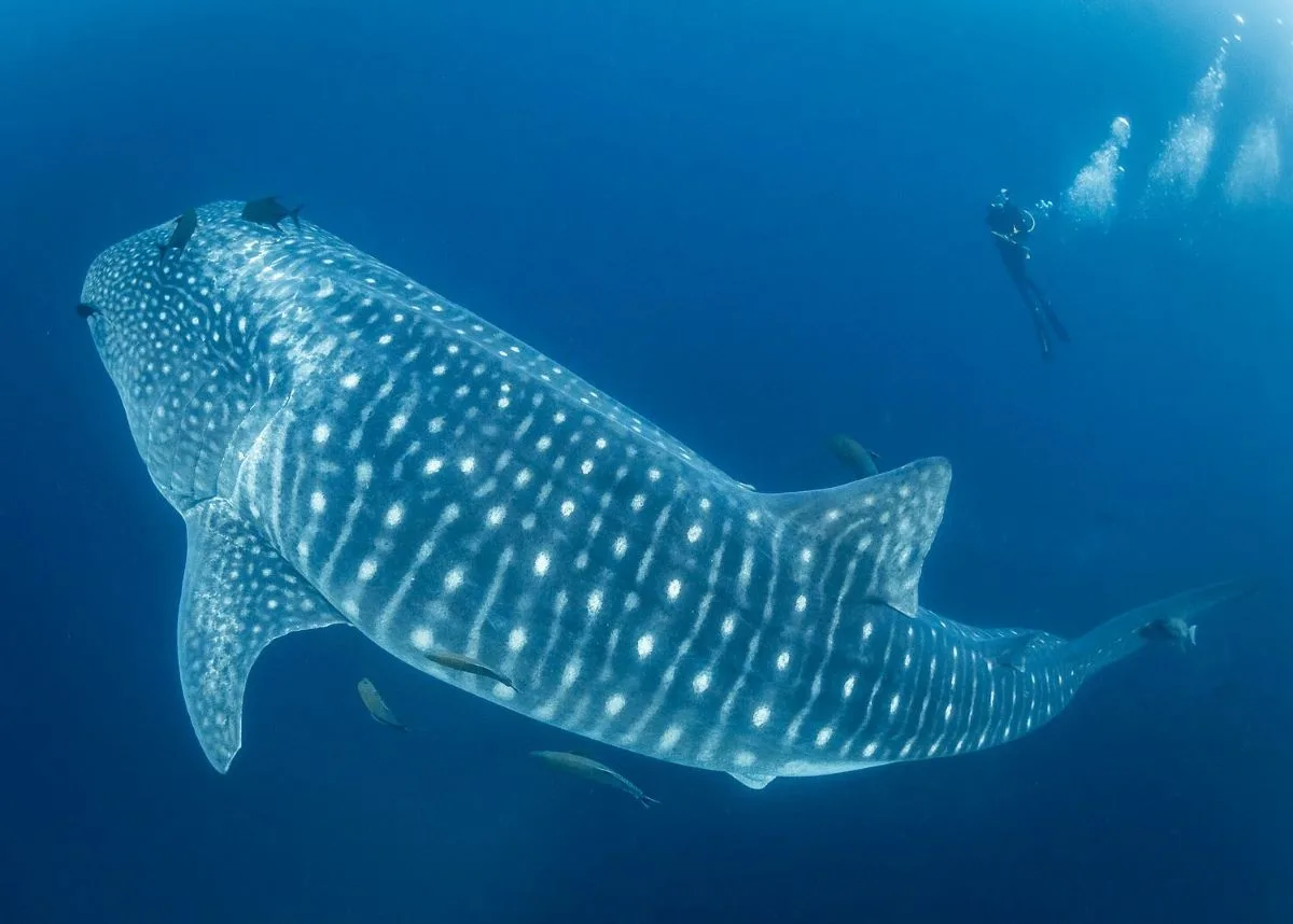 Swimming Whale Shark and diver Picture by Simon Pierce