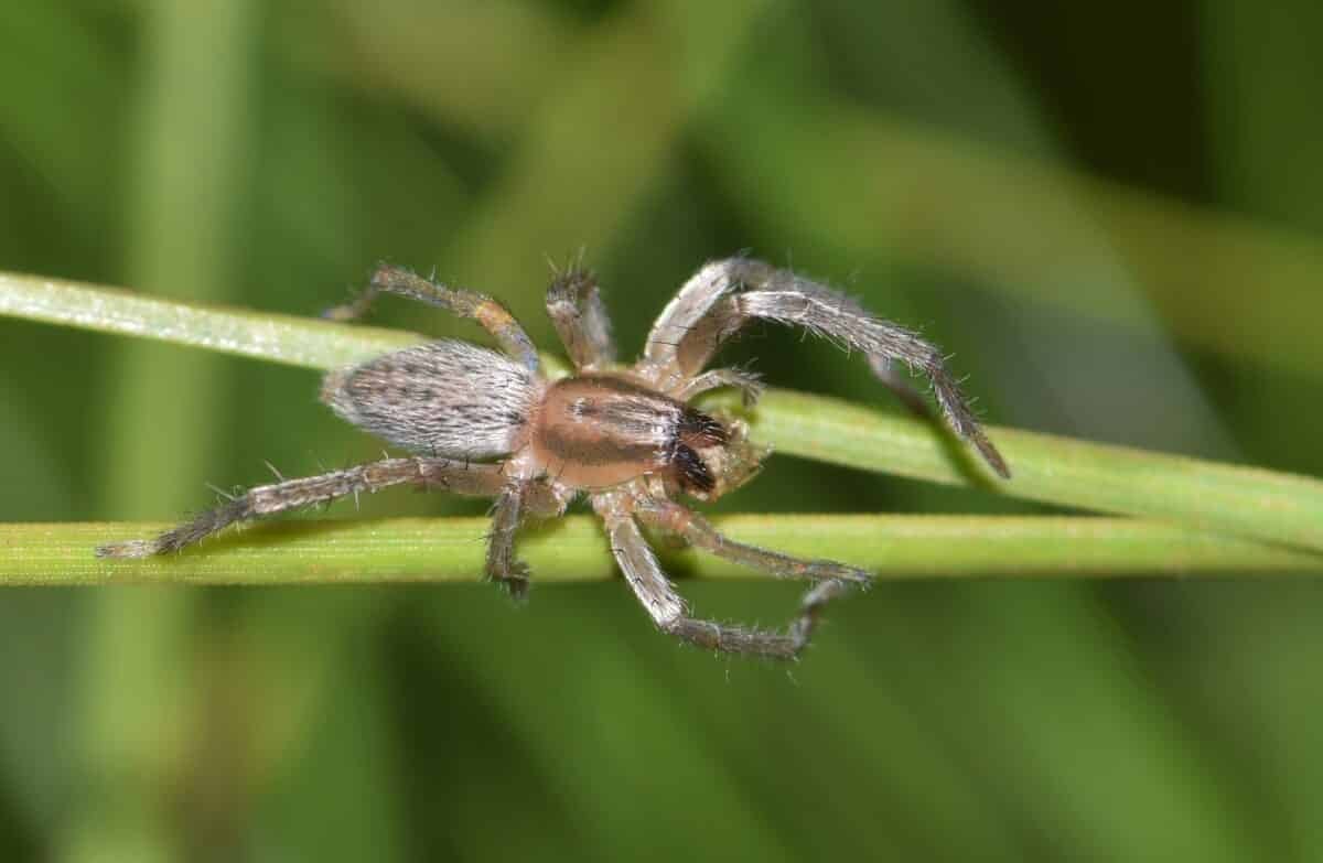 Yellow Sac