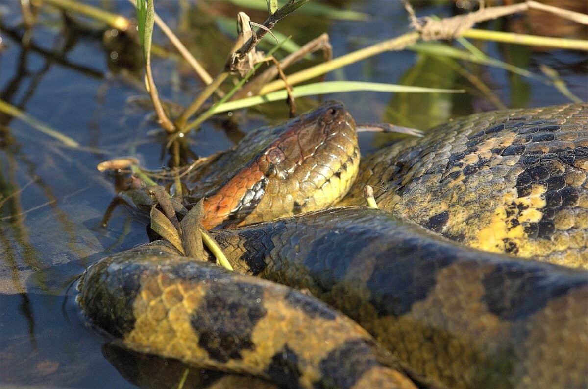 snake in water