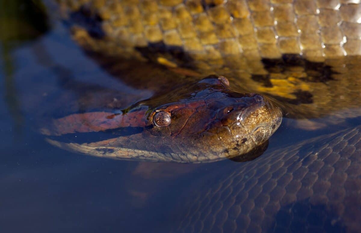 anaconda in water