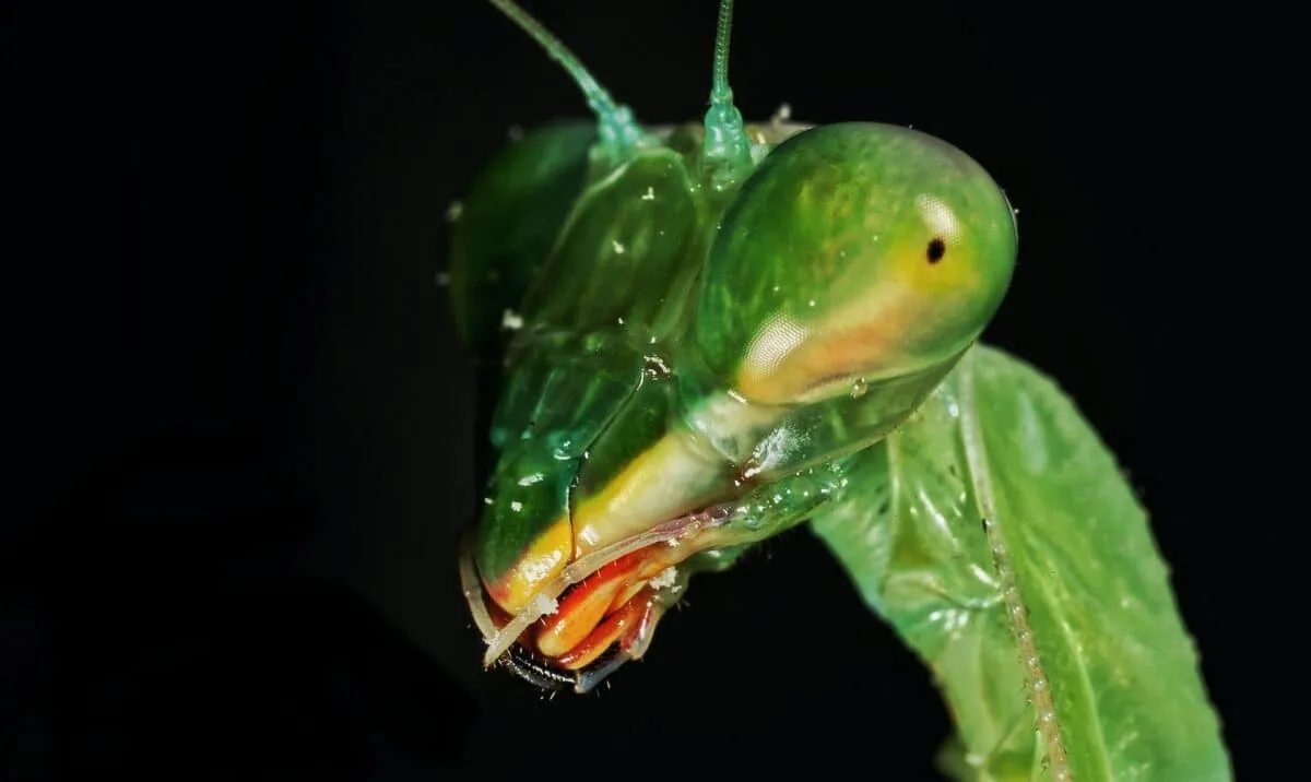 close up of praying mantis