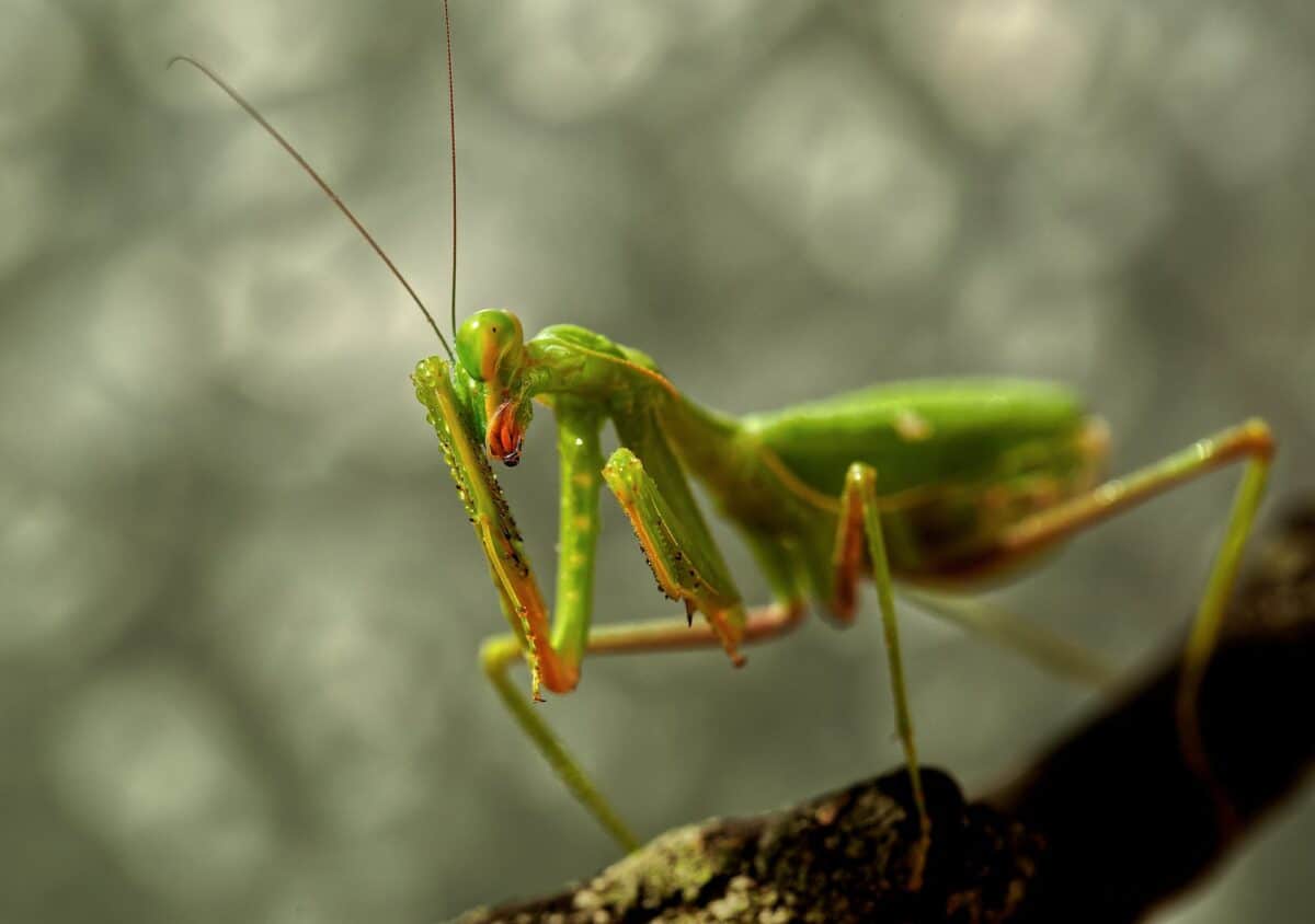 close up of praying mantis