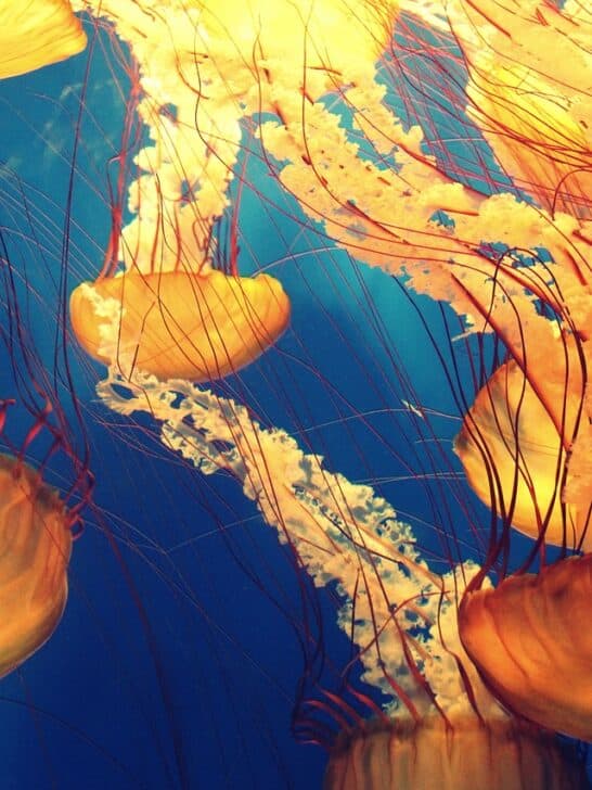 Uncovering the Top 10 Aquatic Animals