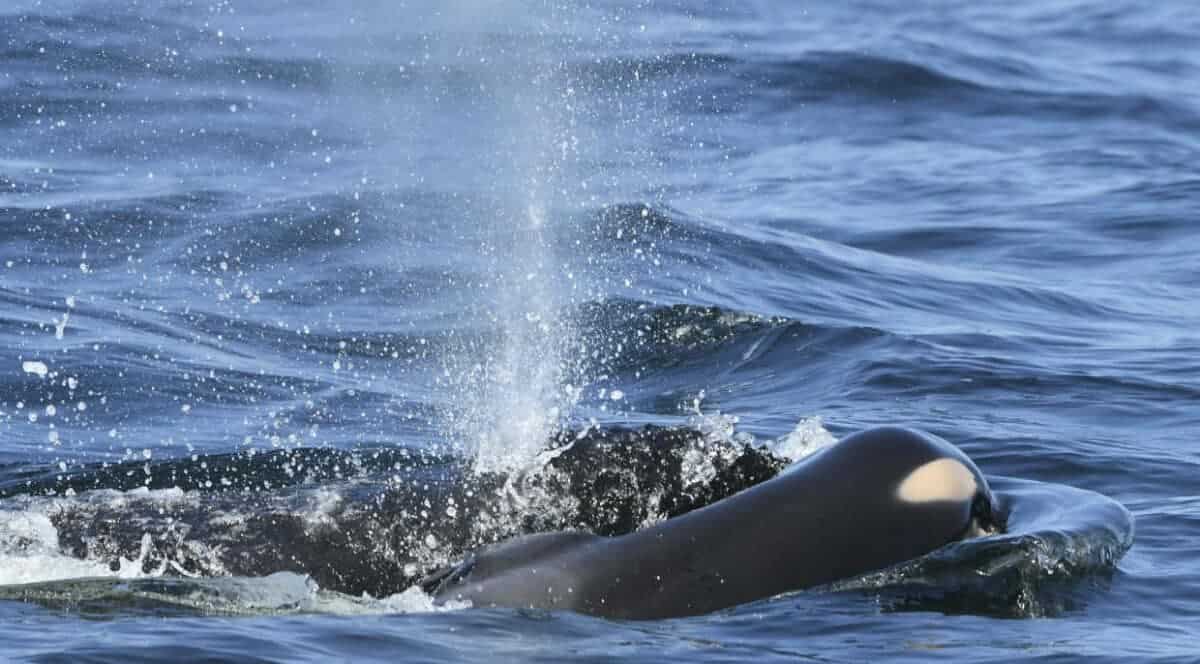 orca mother carries her dead calf