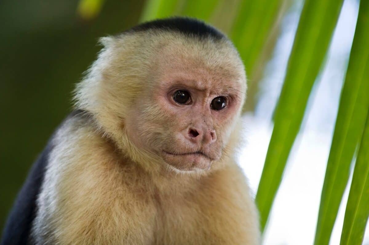 tool use of capuchin monkey