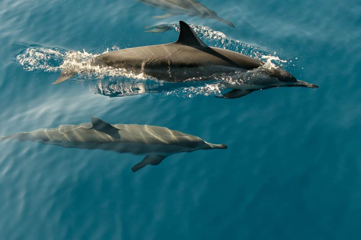 how dolphins use echolocation