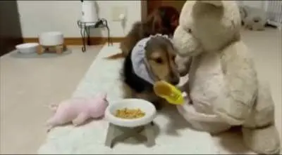 Dog's Love for His Stuffed Friends