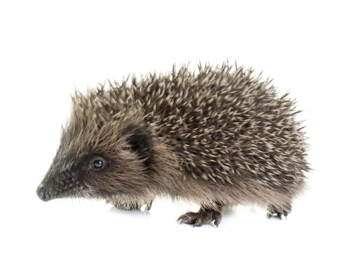 Baby Hedgehog
