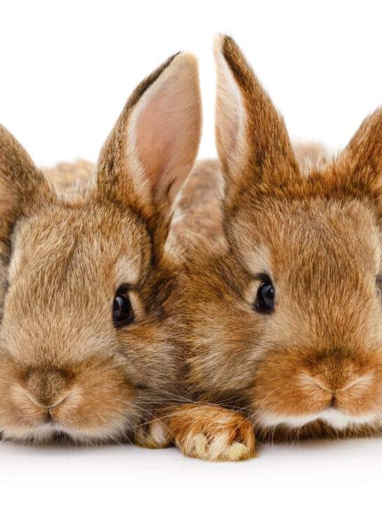 Top 10 Friendliest Animals Around the Globe