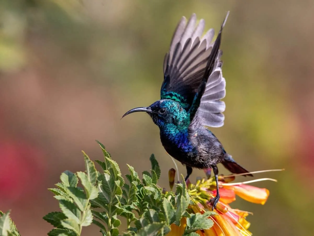 bee hummingbird