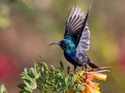 The Smallest Bird in the World Is So Tiny It Can Fit in a Teaspoon
