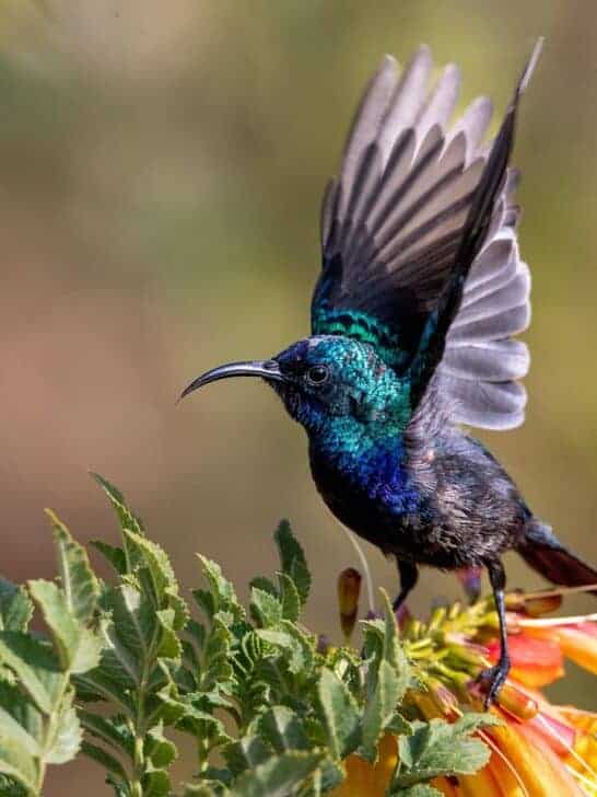 The Smallest Bird in the World Is So Tiny It Can Fit in a Teaspoon