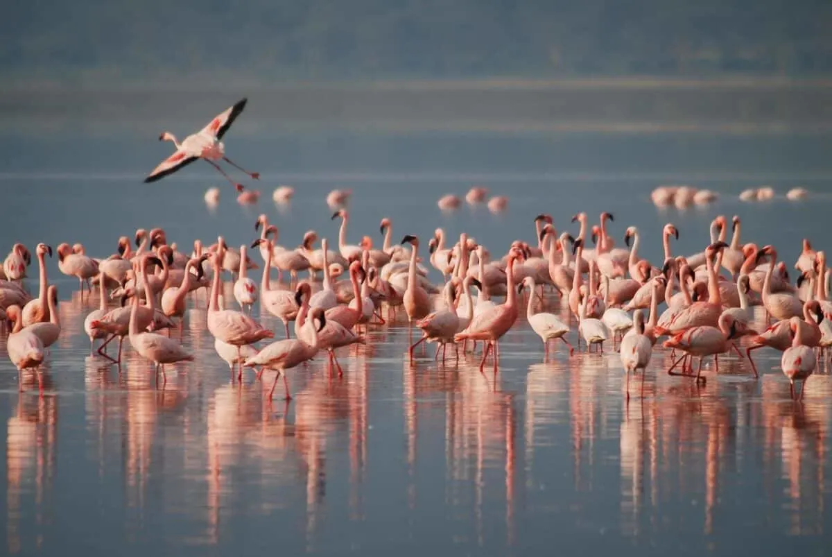 the largest gathering of flamingos