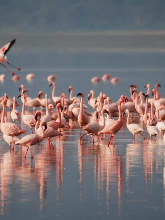 The Forgotten Lake Where Flamingos Nest in the U.S.