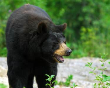 Meet Pennsylvania’s Fascinating Black Bear Population