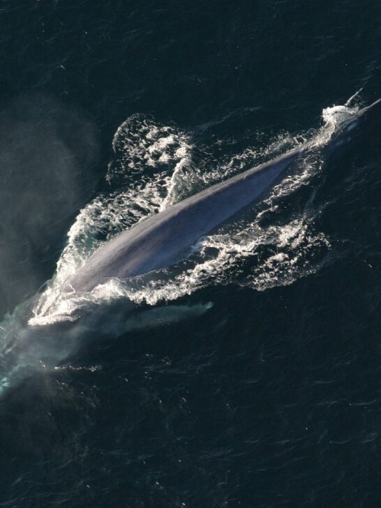 Scientists Discovered the Largest Blue Whale In The World (110ft)