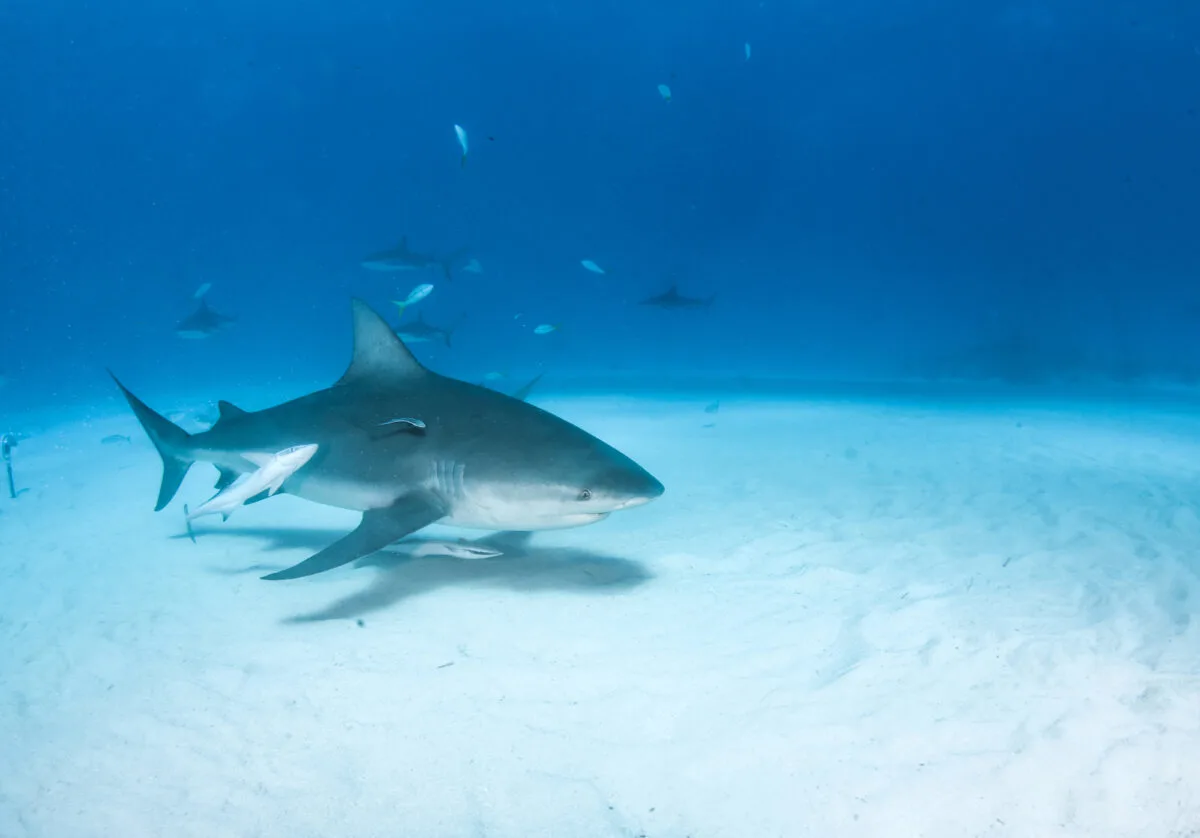 Picture shows a Bulls shark at the Bahamas