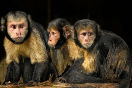 Capuchin Monkeys Are the Only Primates to Use Tools
