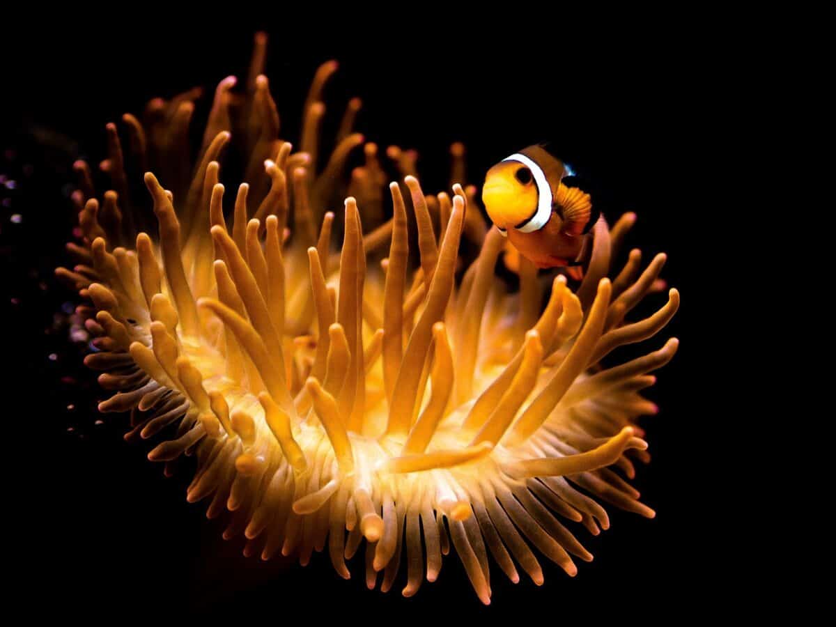 relationship between clownfish and sea anemone
