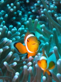 nemo fish in blue sea anemone