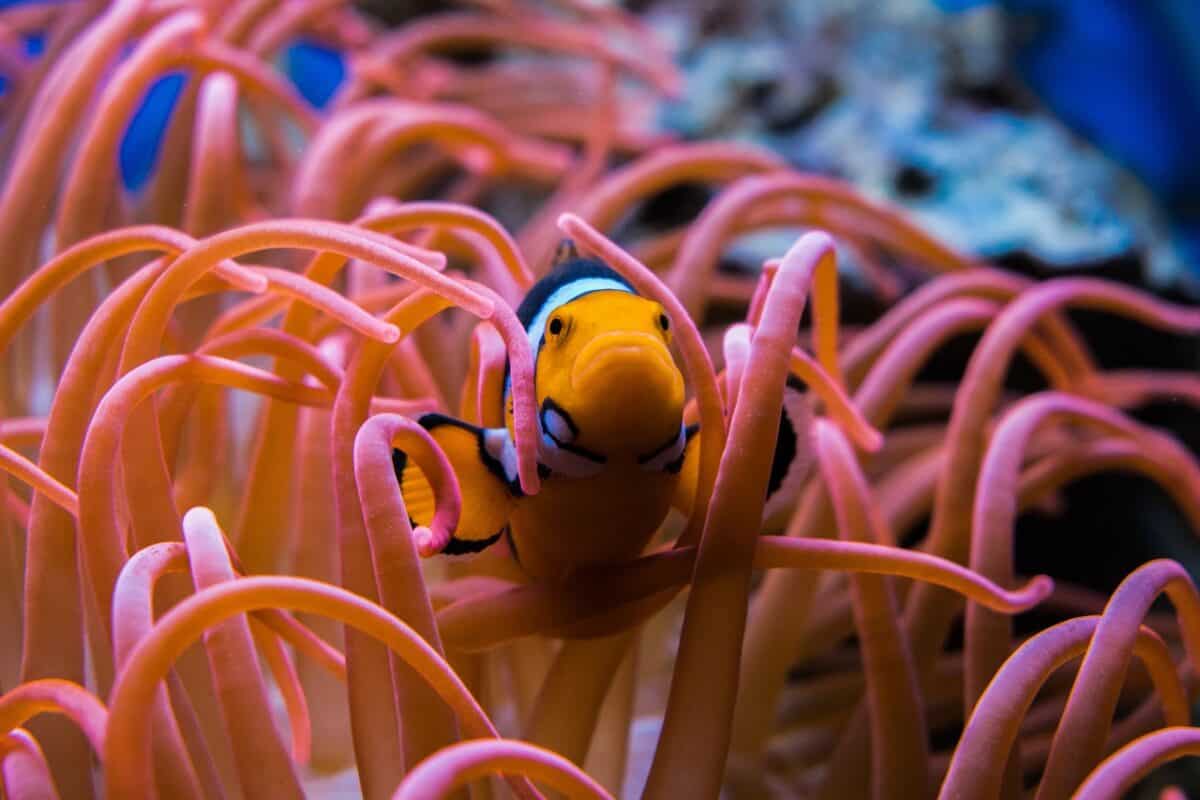 coral reef
