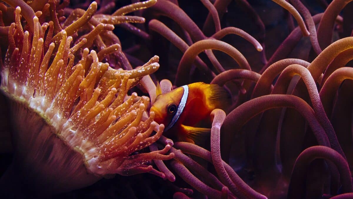 clownfish in sea anemone