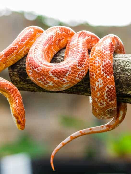 The Most Popular Snake Species in the USA
