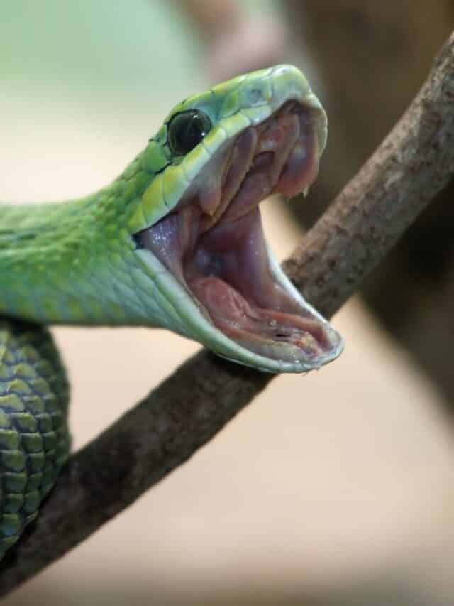 Venomous green boomslang snake with mouth open and coiled to strike From DepositPhotos