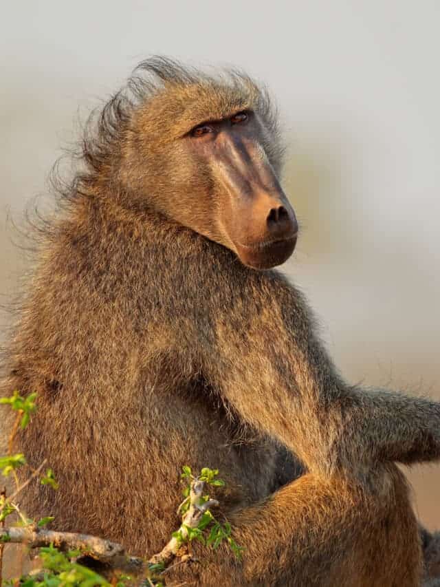 WATCH A Rare Encounter With Baboons In My Garden