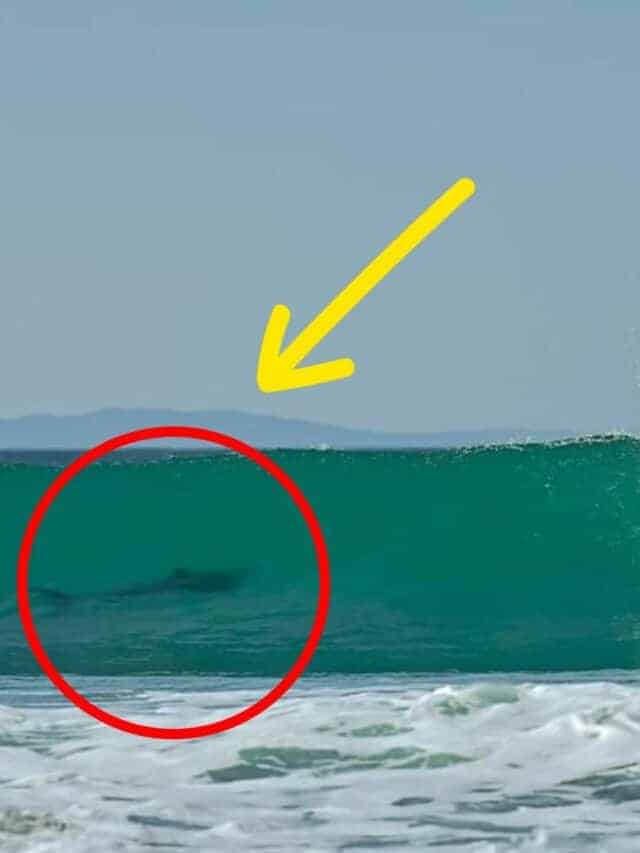Surfer Surfs With Great White Shark During Surf Competition