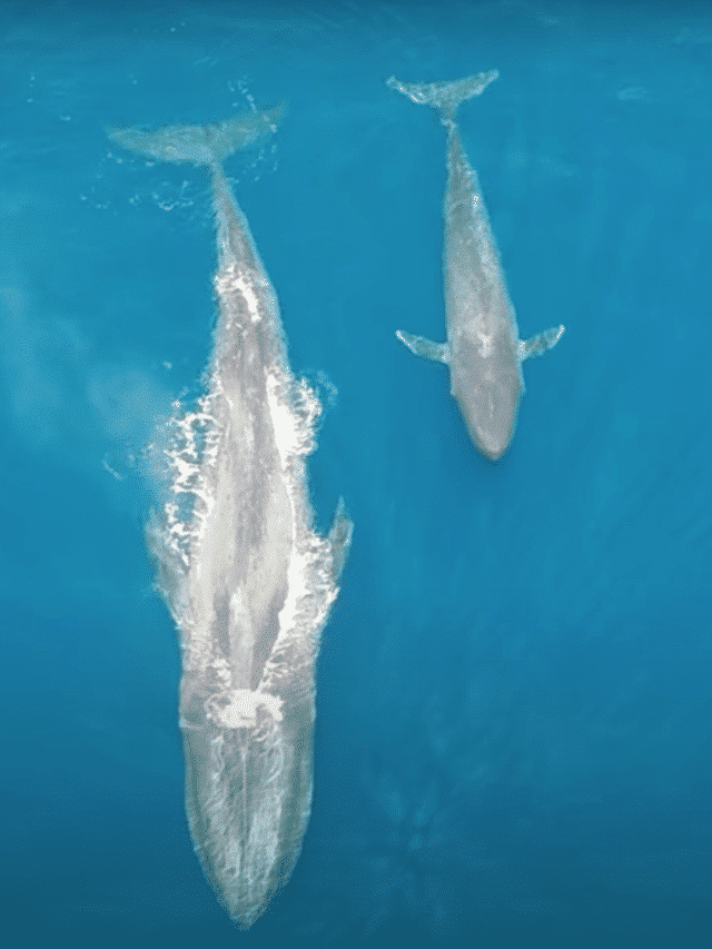 The Fastest Growing Animal: The Blue Whale - Animals Around The Globe