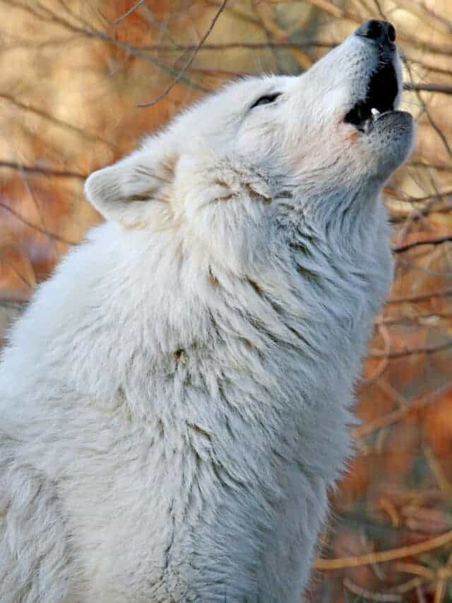 The Biggest Arctic Wolf Ever Recorded - Animals Around The Globe