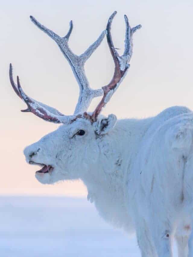 10 Animals That Thrive In The Arctic - Animals Around The Globe