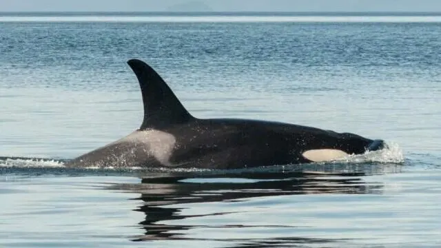 orca in costa rica
