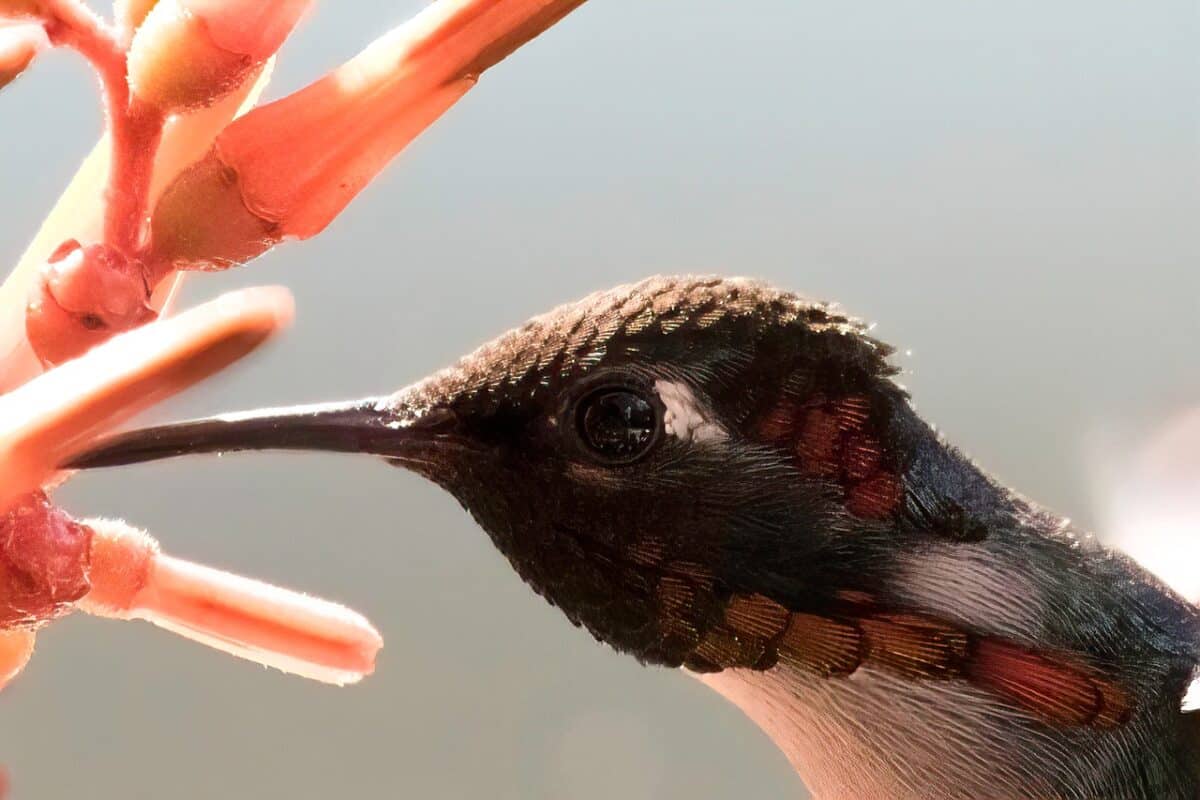 bee hummingbird feeding on nectar 